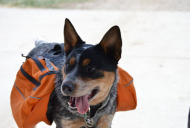 Dog Bugging Out Bag